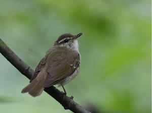 Large-billed Leaf Warbler, 乌嘴柳莺, Phylloscopus magnirostris-gallery-