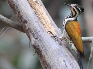 Common Flameback, 金背三趾啄木鸟, Dinopium javanense-gallery-