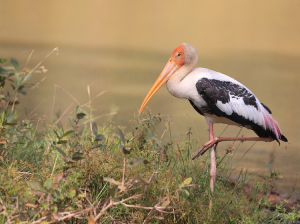 Painted Stork, 彩鹳, Mycteria leucocephala-gallery-