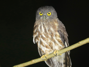 Brown Hawk Owl, 鹰鸮, Ninox scutulata-gallery-