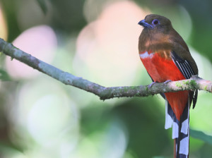 Red-headed Trogon, 红头咬鹃, Harpactes erythrocephalus-gallery-