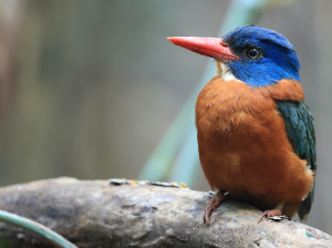 Green-backed Kingfisher, 绿背翡翠, Actenoides monachus-gallery-