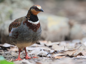 White-necklaced Partridge, 白眉山鹧鸪, Arborophila gingica-gallery-