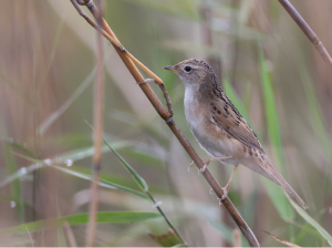 Marsh Grassbird, 斑背大尾莺, Helopsaltes pryeri-gallery-