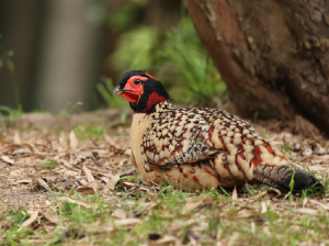 Cabot’s Tragopan, 黄腹角雉, Tragopan caboti-gallery-