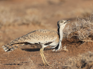 MacQueen’s Bustard, 波斑鸨, Chlamydotis macqueenii-gallery-