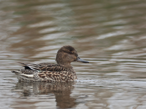 Eurasian Teal, 绿翅鸭, Anas crecca-gallery-