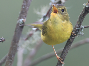 Whistler’s Warbler, 韦氏鹟莺, Phylloscopus whistleri-gallery-