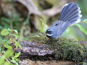 White-throated Fantail, 白喉扇尾鹟, Rhipidura albicollis-gallery-