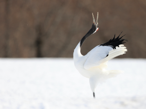 Red-crowned Crane, 丹顶鹤, Grus japonensis-gallery-