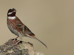 Pine Bunting, 白头鹀, Emberiza leucocephalos-gallery-