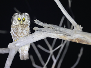 Boreal Owl, 鬼鸮, Aegolius funereus-gallery-