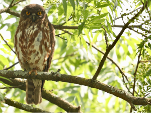 Brown Hawk Owl, 鹰鸮, Ninox scutulata-gallery-