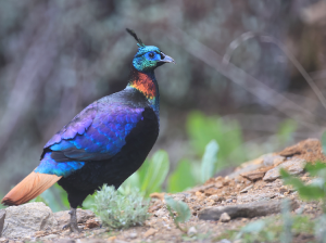 Himalayan Monal, 棕尾虹雉, Lophophorus impejanus-gallery-