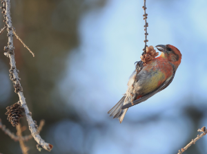 Red Crossbill, 红交嘴雀, Loxia curvirostra-gallery-