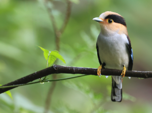 Silver-breasted Broadbilll, 银胸丝冠鸟, Serilophus lunatus-gallery-