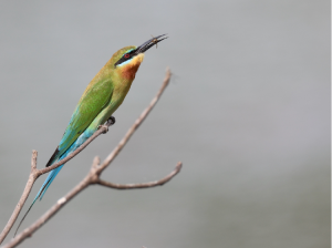 Blue-tailed Bee-eater, 栗喉蜂虎, Merops philippinus-gallery-