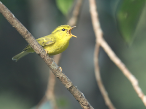 Hainan Leaf Warbler, 海南柳莺, Phylloscopus hainanus-gallery-