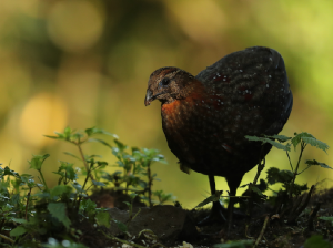 Temminck’s Tragopan, 红腹角稚, Tragopan temminckii-gallery-