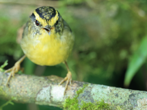 Yellow-throated Fulvetta, 黄喉雀鹛, Alcippe cinerea-gallery-