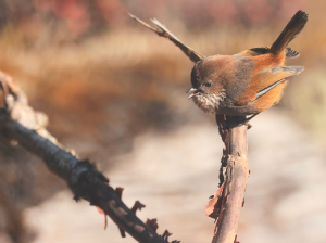 Brown-throated Fulvetta, 路德雀鹛, Fulvetta ludlowi-gallery-