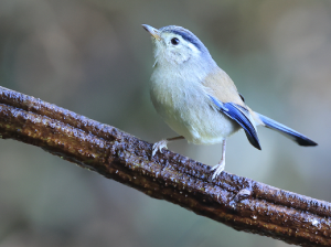 Blue-winged Minla, 蓝翅希鹛, Actinodura cyanouroptera-gallery-