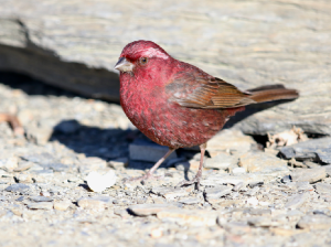 Taiwan Rosefinch, 台湾朱雀, Carpodacus formosanus-gallery-