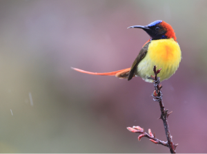 Fire-tailed Sunbird, 火尾太阳鸟, Aethopyga ignicauda-gallery-