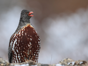 Snow Partridge, 雪鹑, Lerwa lerwa-gallery-