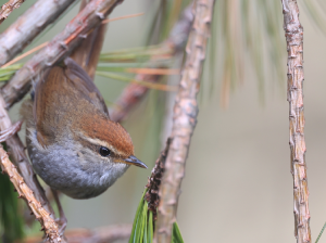 Grey-sided Bush Warbler, 棕顶树莺, Cettia brunnifrons-gallery-