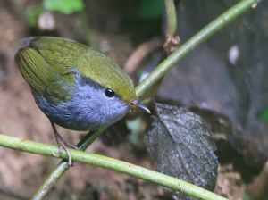 Grey-bellied Tesia, 灰腹地莺, Tesia cyaniventer-gallery-