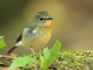 Snowy-browed Flycatcher, 棕胸蓝姬鹟, Ficedula hyperythra-gallery-