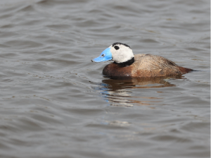 White-headed Duck, 白头硬尾鸭, Oxyura leucocephala-gallery-