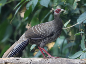 Kalij Pheasant, 黑鹇, Lophura leucomelanos-gallery-