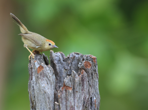 Rufous-capped Babbler, 红头穗鹛, Stachyridopsis ruficeps-gallery-