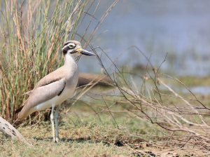 Great Stone Curlew, 大石鸻, Esacus recurvirostris-gallery-