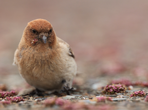 Sillem’s Rosefinch, 褐头岭雀, Carpodacus sillemi-gallery-