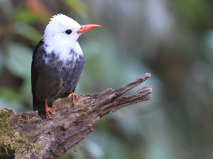 Black Bulbul, 黑短脚鹎, Hypsipetes leucocephalus-gallery-