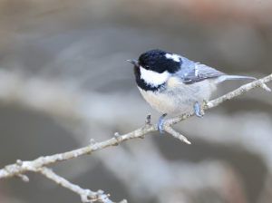 Coal Tit, 煤山雀, Periparus ater-gallery-