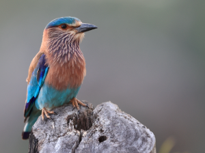 Indian Roller, 南亚佛法僧, Coracias benghalensis-gallery-