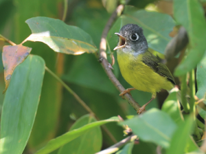 Grey-cheeked Warbler, 灰脸鹟莺, Phylloscopus poliogenys-gallery-