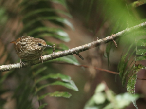 Eyebrowed Wren-Babbler, 纹胸鹪鹛, Napothera epilepidota-gallery-