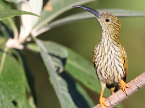 Streaked Spiderhunter, 纹背捕蛛鸟, Arachnothera magna-gallery-