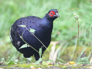 Mikado Pheasant, 黑长尾雉, Syrmaticus mikado-gallery-