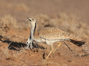 MacQueen’s Bustard, 波斑鸨, Chlamydotis macqueenii-gallery-