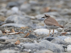 Long-billed Plover, 长嘴剑鸻, Charadrius placidus-gallery-