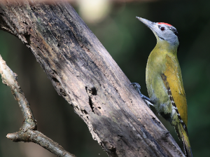 Black-naped Woodpecker, 黑枕啄木鸟, Picus guerini-gallery-