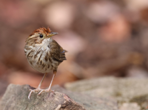 Puff-throated Babbler, 棕头幽鹛, Pellorneum ruficeps-gallery-