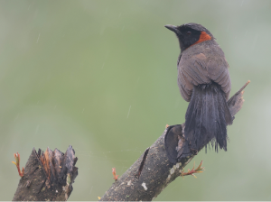 Rufous-necked laughingthrush, 栗颈噪鹛, Pterorhinus ruficollis-gallery-