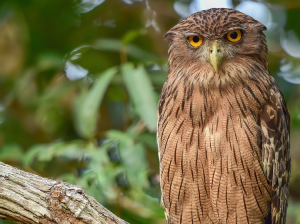 Brown Fish Owl, 褐渔鸮, Ketupa zeylonensis-gallery-